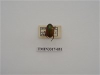 藏品(黃豔金龜)的圖片